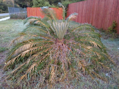 [This plant has much longer original fronds which are so long they touch the ground on nearly all sides. Those fronds are about four feet long. The new growth in the center is approximately a foot tall and still quite furled.]